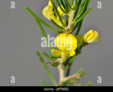 Cape gorse in Nature Valley Foto Stock