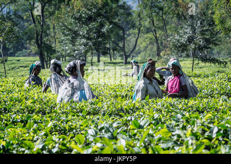 Le donne indiane prelevare le foglie di tè, per il solo uso editoriale, Assam, India Foto Stock