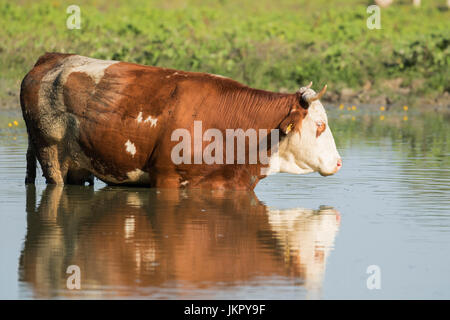 Vacche rinfrescante nelle calde giornate estive di Lonjsko polje, Croazia Foto Stock