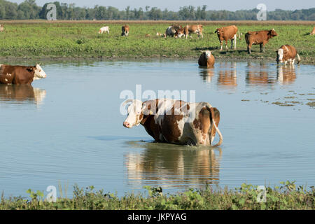 Le mucche sono rinfrescanti in una calda giornata estiva a Lonjsko polje, Croazia Foto Stock