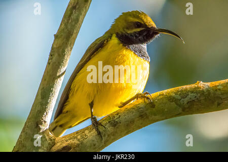 Oliva-backed Sunbird, Nectarinia jugularis sull isola verde, Queensland, Australia Foto Stock