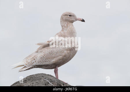 Glaucous Gull (Larus hyperboreus leucerectes), i capretti in piedi su una roccia Foto Stock