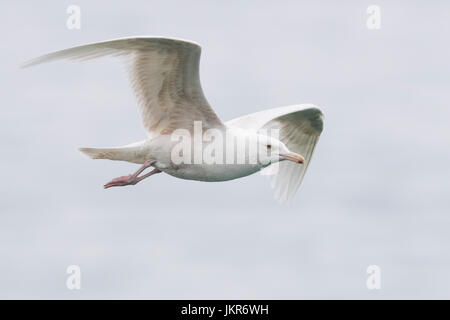 Glaucous Gull (Larus hyperboreus leucerectes), immaturi in volo Foto Stock