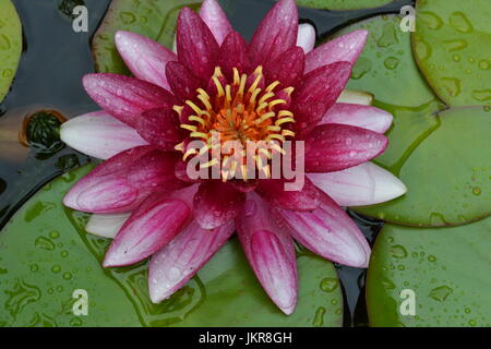 Chiusura del singolo giglio colore rosa circondato da verde lucida ninfee coperti con perle di acqua pioggia nel laghetto in giardino Foto Stock