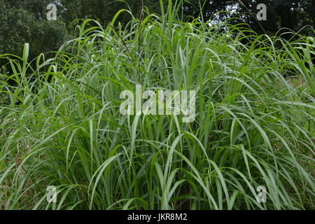 Decorativo alto miscanthus sinensis graziella erba ornamentale in giardino ri vicino il confine di giardinaggio Foto Stock