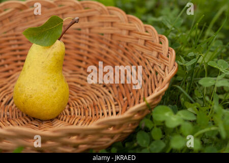 Uno fresche e mature pere giallo con foglie nel cesto in vimini su erba verde all'aperto, Close-up. Sullo sfondo di un cesto in vimini riempito con un fresco e pera. Fres Foto Stock