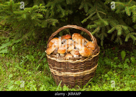 Funghi commestibili in foresta. Fresco di funghi commestibili in cesto di vimini sotto Abete In autunno la Foresta, Vicino. I funghi nel carrello: porcini e arancio- Foto Stock