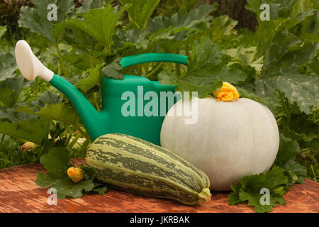 Green Annaffiatoio organico e verdure fresche in estate Orto. Ortaggi freschi: Zucchini Zucca e. Foto Stock