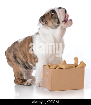 Bulldog cucciolo con una scatola di cartone piena di ossa Foto Stock