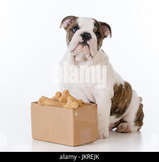 Bulldog cucciolo con una scatola di cartone piena di ossa Foto Stock