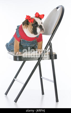 Bulldog cucciolo indossando tute da lavoro seduto su una sedia su sfondo bianco Foto Stock