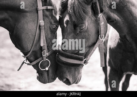 Due cavalli di toccare punte di ogni altro. Bianco e nero immagine amicizia Foto Stock