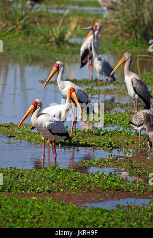 Tanzania Cicogna bianca Foto Stock