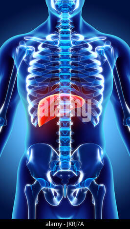 3D illustrazione del Fegato - parte del sistema digestivo. Foto Stock