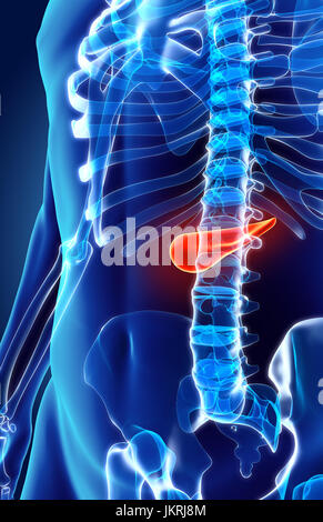 3D illustrazione del Pancreas - parte del sistema digestivo, concetto medico. Foto Stock