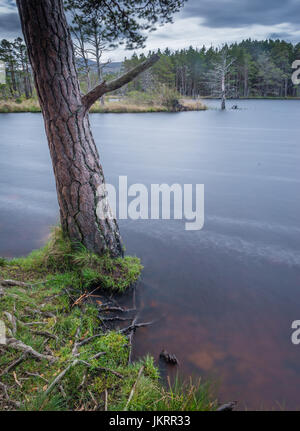 Loch Mallachie vicino RSPB Loch Garten nelle Highlands scozzesi Foto Stock