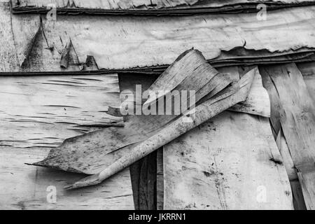 Immagine in bianco e nero di vecchi strati di compensato sfaldante che si separano. Vecchia struttura di legno. Foto Stock