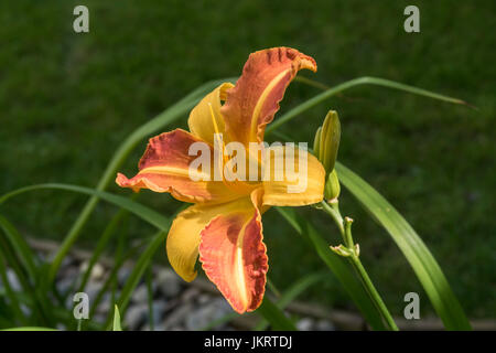 Hemerocallis Frans Hals, il giglio di giorno, daylily, in fiore. Foto Stock