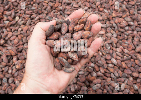 Le fave di cacao di essiccazione al sole per la produzione di cioccolato Foto Stock