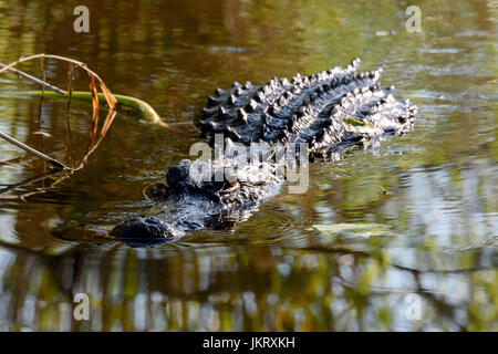 Il coccodrillo americano (Alligator mississippiensis) nell'acqua, Anhinga Trail, Everglades National Park, Florida, Stati Uniti d'America Foto Stock