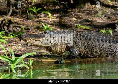 Il coccodrillo americano (Alligator mississippiensis) emergenti dall'acqua, Big Cypress Bend, Fakahatchee Strand, Florida, Stati Uniti d'America Foto Stock