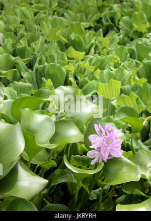 Uno viola giacinto di acqua fiorisce in un mare di foglie verdi. Foto Stock