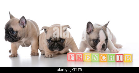 Due adorabili bulldog francese cuccioli con un francese di lavoro Foto Stock