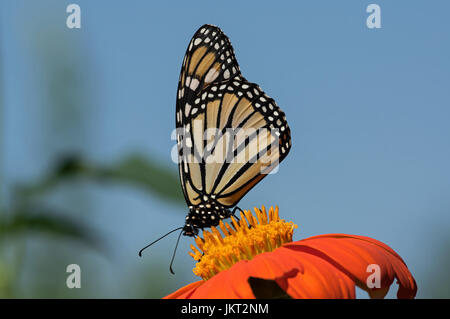 Farfalla monarca su Tithonia diversifolia o messicano di semi di girasole. Il monarca è un milkweed butterfly nella famiglia Nymphalidae Foto Stock