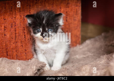 Gattino Foto Stock