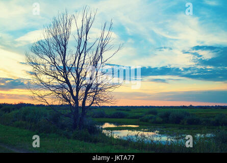 Il vecchio albero secco. Cielo di sera e un laghetto. Scenic tramonto in campagna. Tonica immagine. Foto Stock