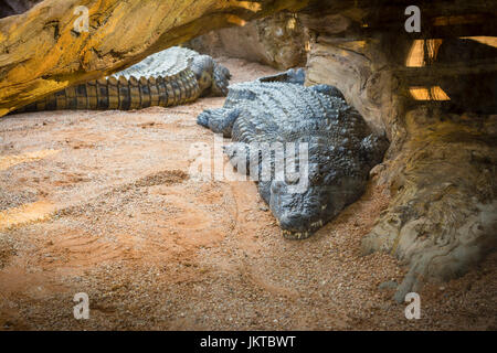 Coccodrilli giacente dormire sulla sabbia tra gli alberi in zoo di Valencia, Spagna Foto Stock