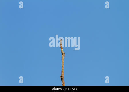 Immagine un insetto ant seduta su un ramoscello di albero Foto Stock