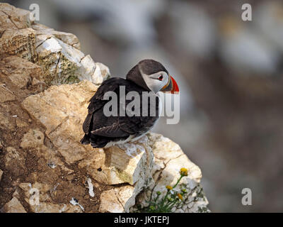 Atlantic Puffin (Fratercula arctica) al mare-colonia di uccelli a Bempton Cliffs, North Yorkshire, Inghilterra, Regno Unito Foto Stock