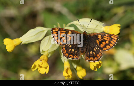 Una rara duca di Borgogna Butterfly (Hamearis lucina) appollaiato su un cowslip fiore. Foto Stock