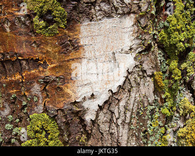 Modelli e texture immagine di sfondo di corteccia di pioppo con il lichen su un vecchio tronco di albero Foto Stock