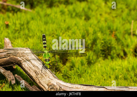 Una chiusura di un Pondhawk orientale Foto Stock