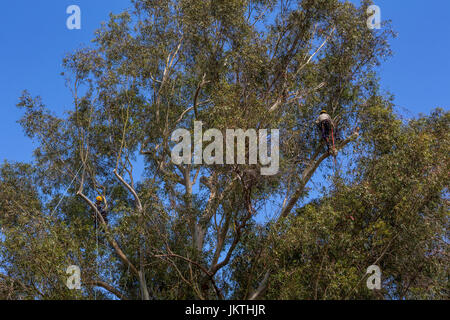 Rifinitore ad albero, ramo di albero trimmer, rifilatura ramo di albero, blu-gum eucalipto, tree care, lumberman, città di Novato, Marin County, California Foto Stock