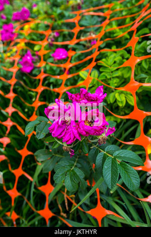 I fiori che erano legate da orange Nastro di avvertenza di fare una sintesi di scena colorati. Foto Stock