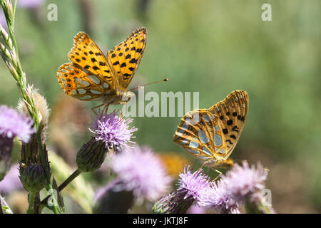 La regina di Spagna fritillary farfalle (Issoria lathonia) nelle Alpi francesi (Alpes de Hautes Provence) in Francia, Europa Foto Stock