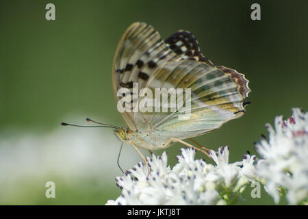 Argento-lavato fritillary butterfly (Argynnis paphia), femmina valesina (valezina) forma, nectaring su un umbellifer in Francia, Europa Foto Stock