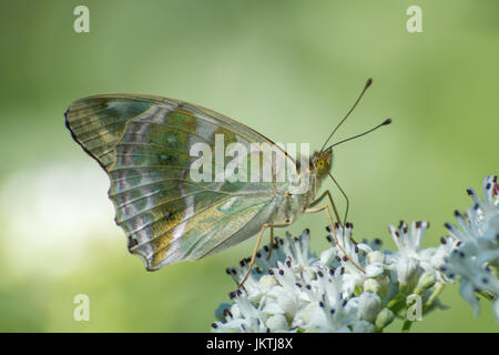 Argento-lavato fritillary butterfly (Argynnis paphia), femmina valesina (valezina) forma, nectaring su un umbellifer in Francia, Europa Foto Stock