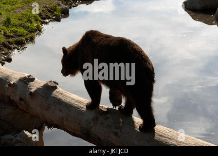 Orso grizzly (Ursus arctos horribilis) camminando su un log in Wildlife Refuge Presso Grouse Mountain, Vancouver, British Columbia, Canada Foto Stock