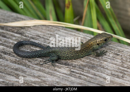 Close-up di novellame di lucertola comune, noto anche come la Lucertola vivipara (Zootoca vivipara) crogiolarsi sul lungomare a Thursley comune, Surrey, Regno Unito Foto Stock