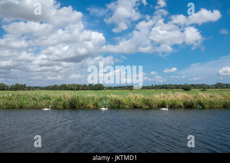 Tre cigni nuotare nel fiume Waveney, banca di Norfolk, vicino Geldeston bloccaggio tra Bungay e Beccles. Foto Stock