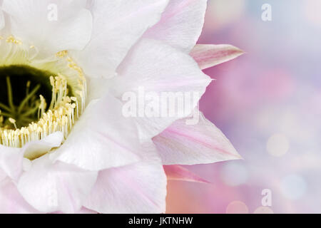 Rosa sfondo floreale con Echinopsis Oxygona fiore, bokeh luci e copia dello spazio. Foto Stock