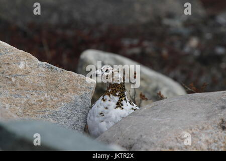 Pernice bianca (Lagopus muta) nascosti tra le rocce che mostra l'inizio di colori estivi, vicino arviat, Nunavut Foto Stock