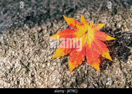 Autunno foglie di acero su sfondo di pietra. Foto Stock