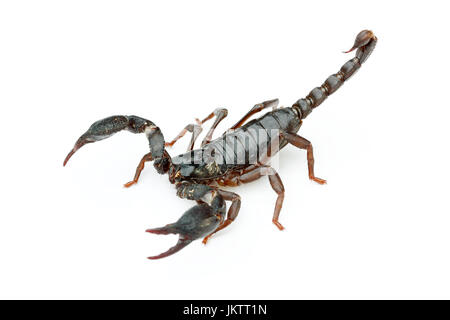Asian Foresta gigante scorpion (Heterometrus laoticus) su sfondo bianco. H. laoticus è un membro della Foresta gigante scorpioni (Heterometrus sp.) che si trovano in Foto Stock