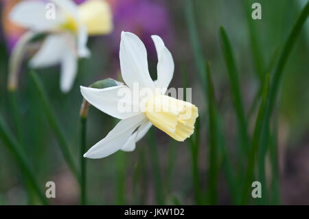 NARCISSUS barca a vela Piccole narciso con il bianco spazzato retro petali e una coppa di colore giallo Foto Stock