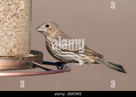 Casa femmina Finch (Haemorhous mexicanus) mangiare da un cortile bird feeder. Foto Stock
